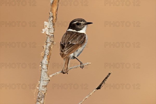 Canary islands stonechat