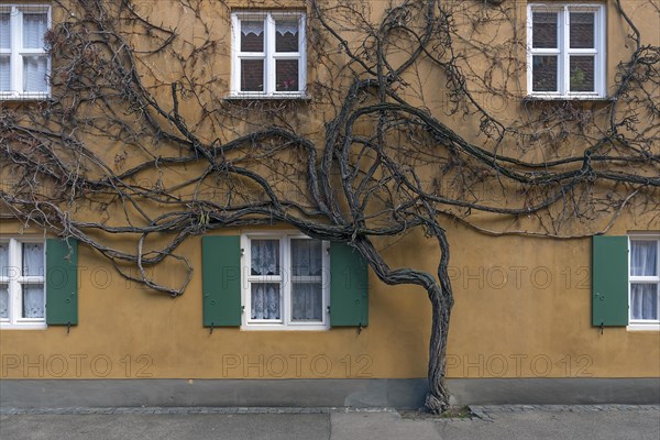 Wild vines on the house in the Jakob Fugger settlement