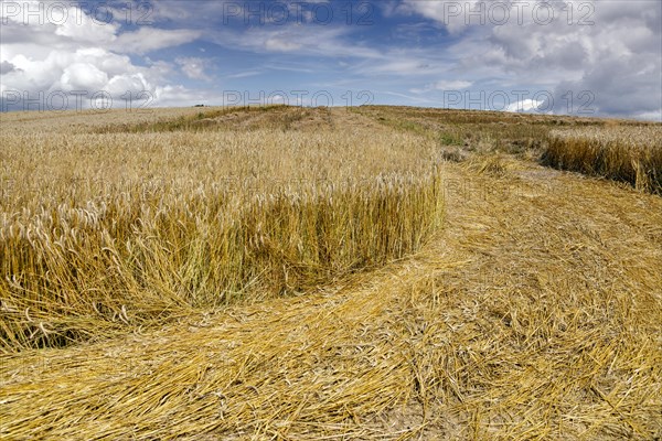 Rye field shortly in front of harvest