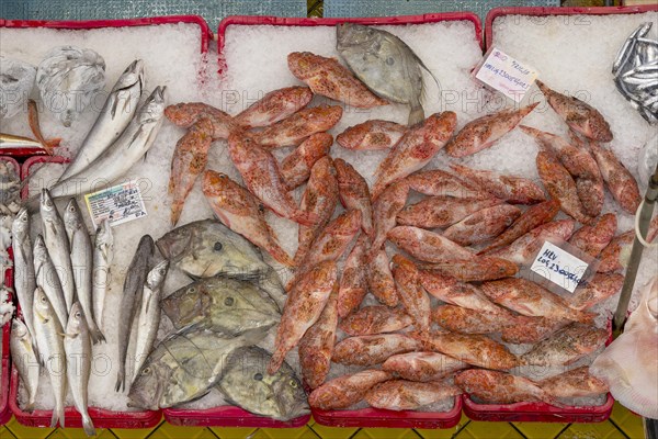 Various fish