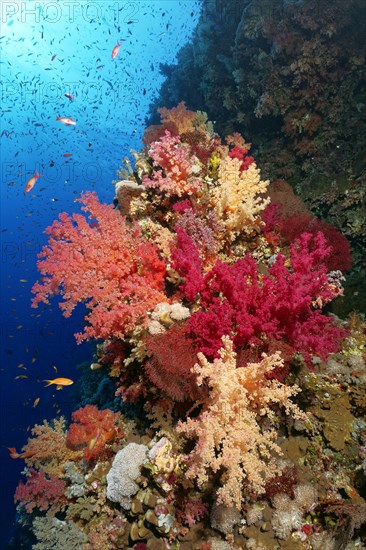 Coral reef wall