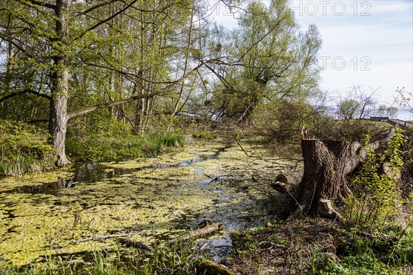 Landscape conservation area at Lake Schwerin