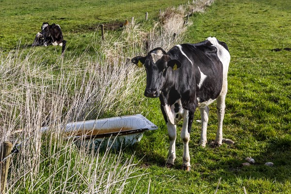 Herd of dairy cows in the meadow