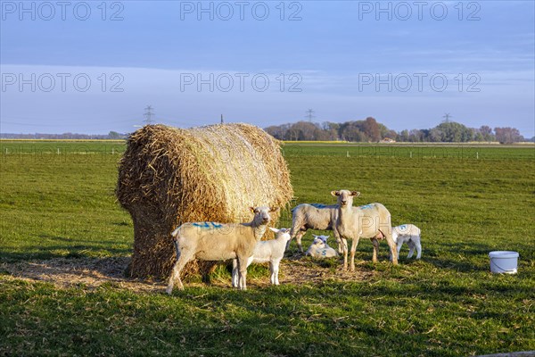 Flock of sheep with lambs in the paddock