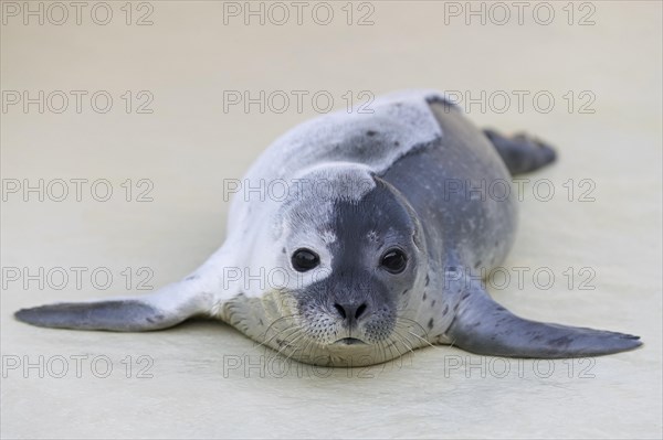 Moulting common seal