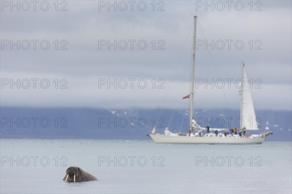 Tourists watching male walrus