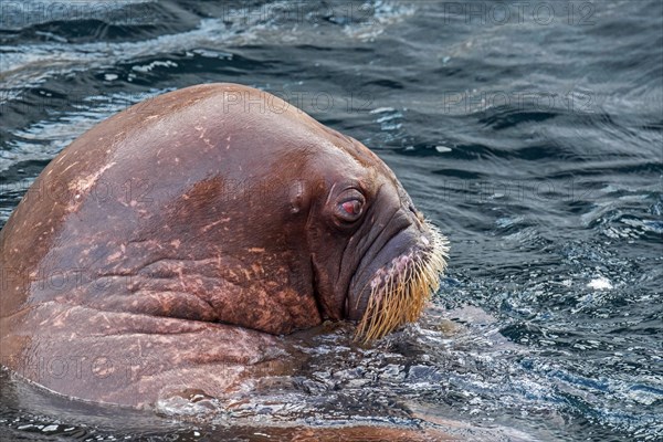 Walrus