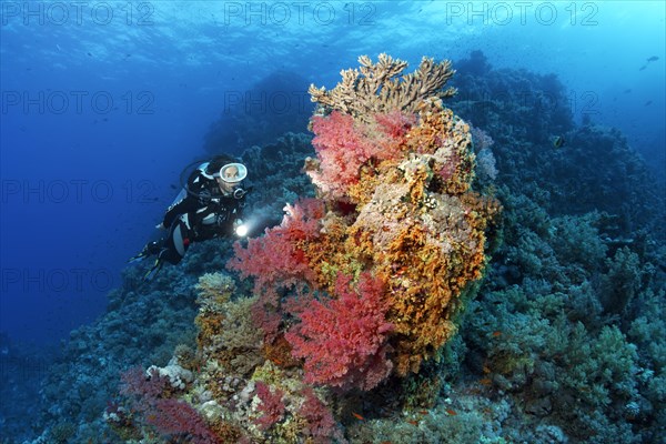 Diver looking at coral block on coral reef