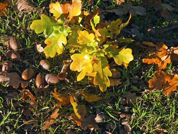 Autumn leaves Oak leaves and acorns