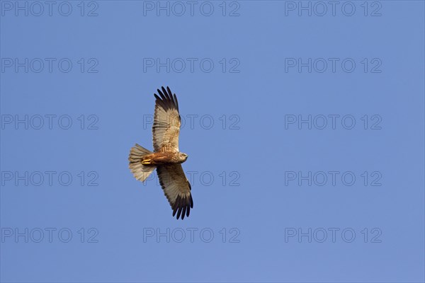 Western marsh harrier