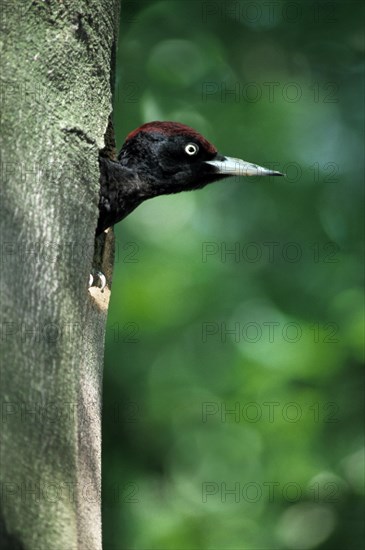 Black woodpecker