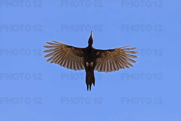 Black woodpecker