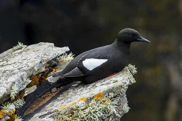 Black guillemot