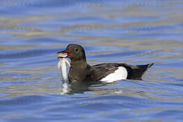 Black guillemot