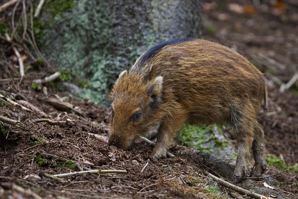 Wild boar