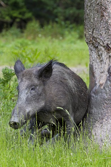 Wild boar