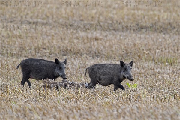 Wild boars