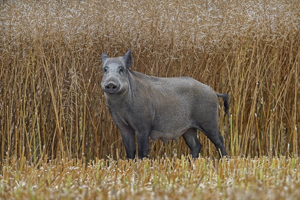 Solitary wild boar