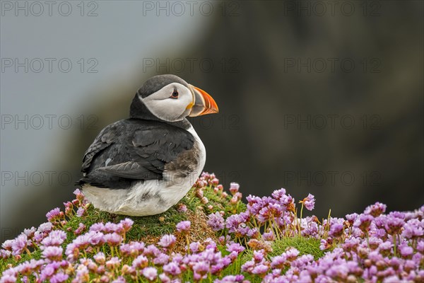 Atlantic puffin