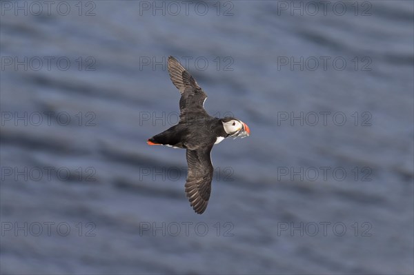 Atlantic puffin