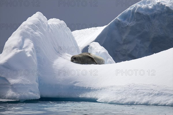 Crabeater seal