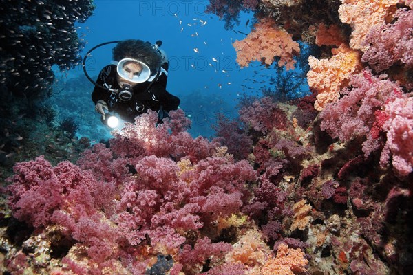 Diver looking at dense growth of Klunzingers soft coral