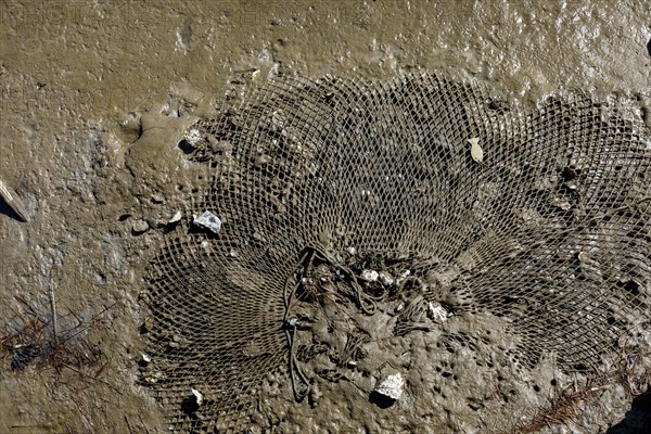 Net with oysters in the mud on the North Sea coast in North Frisia