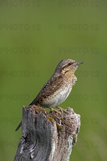 Eurasian wryneck