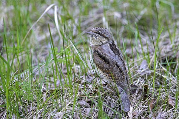 Eurasian wryneck