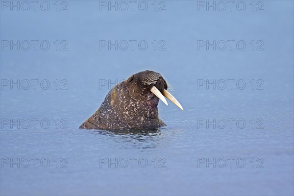 Male walrus