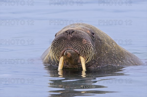 Walrus