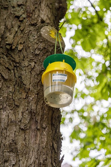 Attractant funnel trap or also pheromone trap in chestnut trees