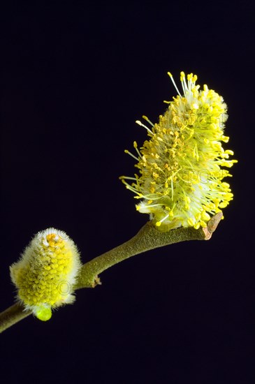 Flowering willow