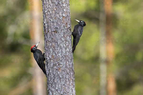 Black woodpecker