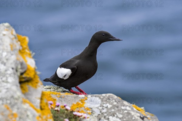 Black guillemot