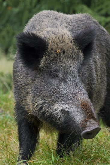 Wild boar