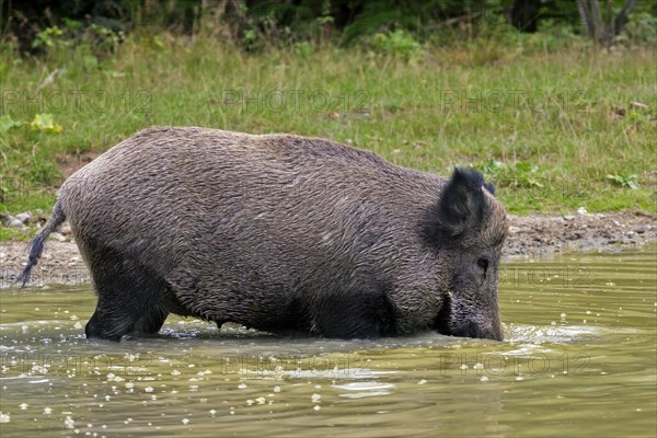 Wild boar