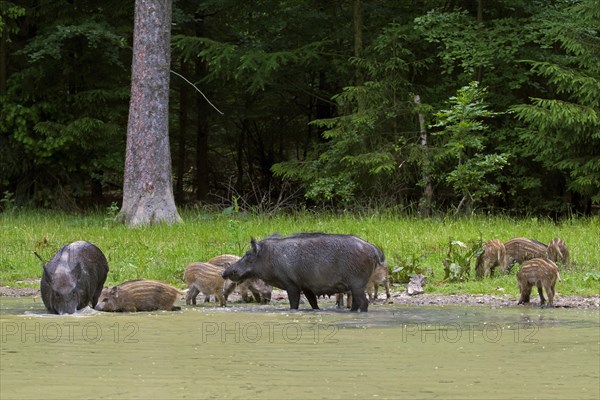 Wild boar