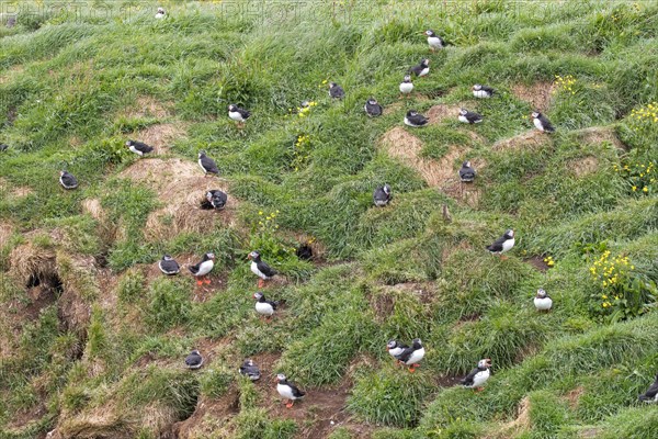 Atlantic puffins