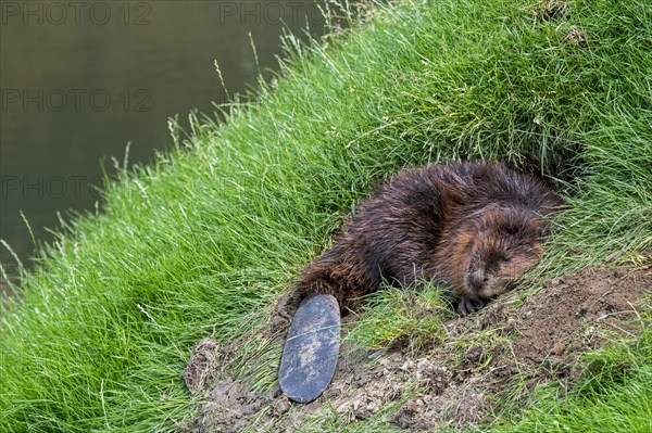 Eurasian beaver