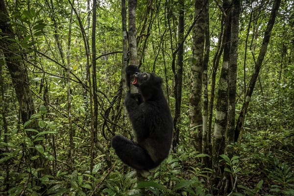 An Indri Lemur in the rainforests of Analamazaotra National Park in eastern Madagascar