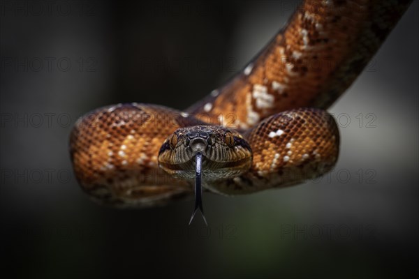 A juvenile Madagascar boa