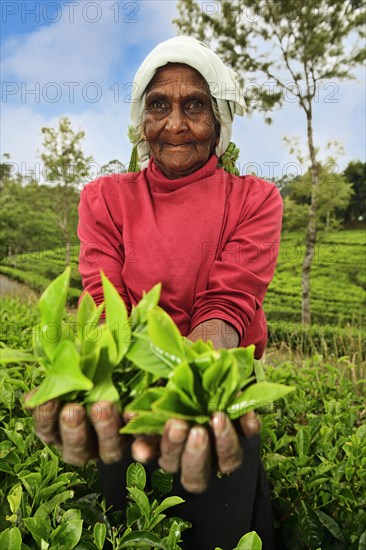 Elderly tea picker showing plucked tea leaves