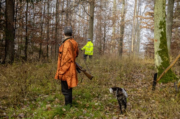 Driven hunt by hunters and beaters in Schoenbuch nature park Park