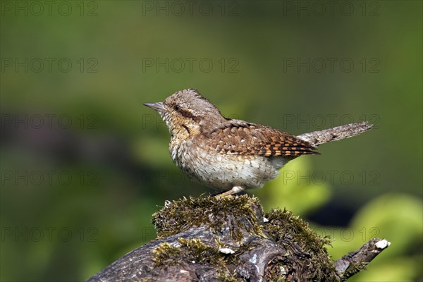 Eurasian wryneck