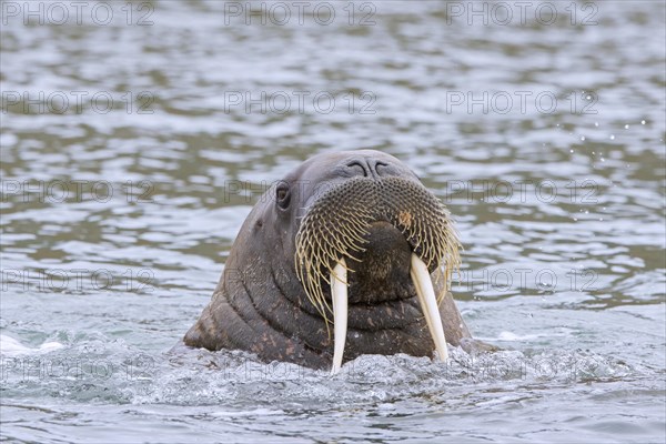 Walrus