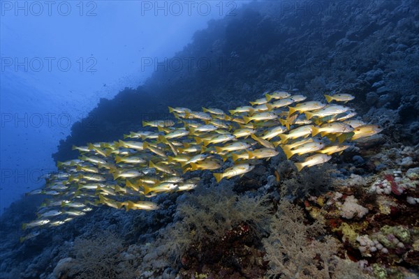 Shoal of fish