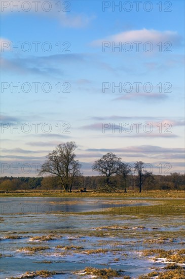 Iced Wuemmewiesen in Fischerhude