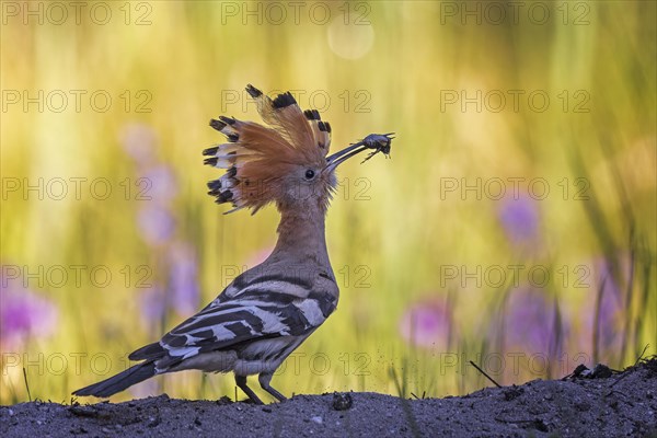 Hoopoe