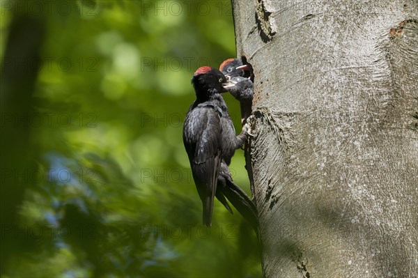 Black woodpecker